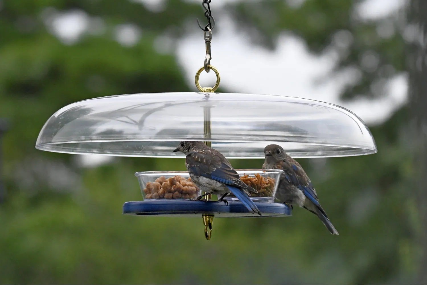 Duncraft Bluebird Fly-In-Fly-Out Feeder