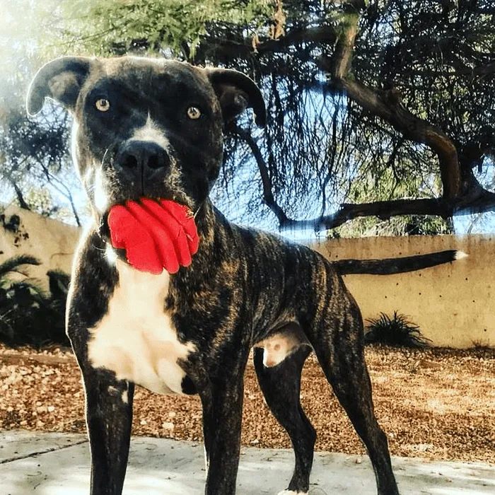 Large Rubber Heart on a String Toy