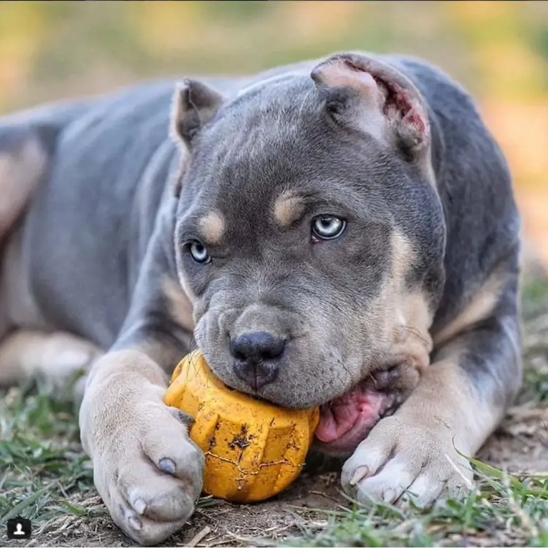 SodaPup Yak Dog Chew Holder