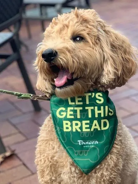 The Eco Friendly Dog Bandanas