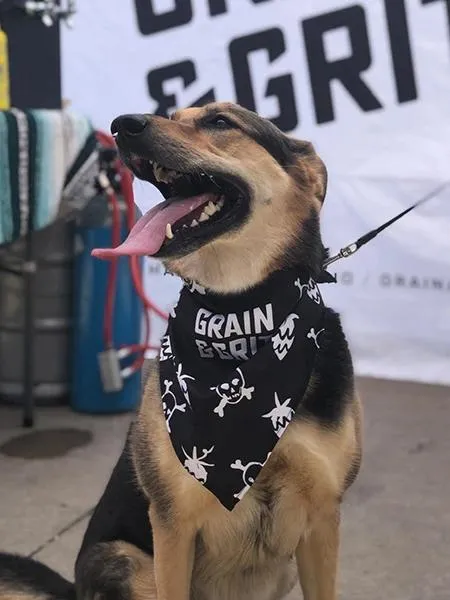 The Eco Friendly Dog Bandanas