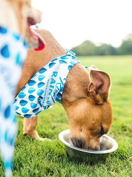 The Eco Friendly Dog Bandanas