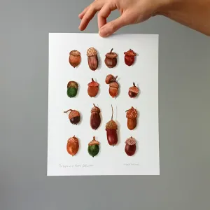 The Explorer's Lucky acorn Collection print